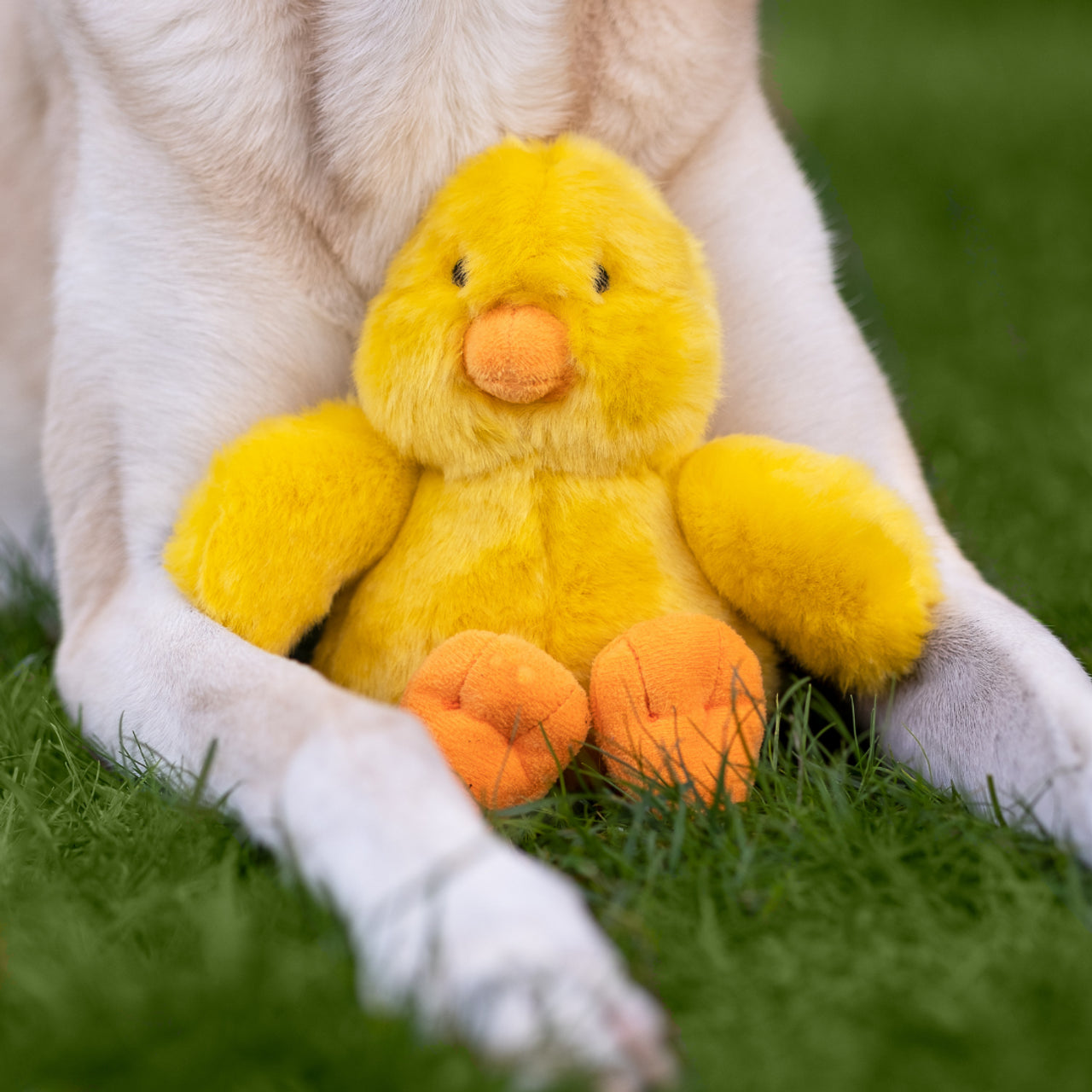 Duck Plush Interactive Dog Toy