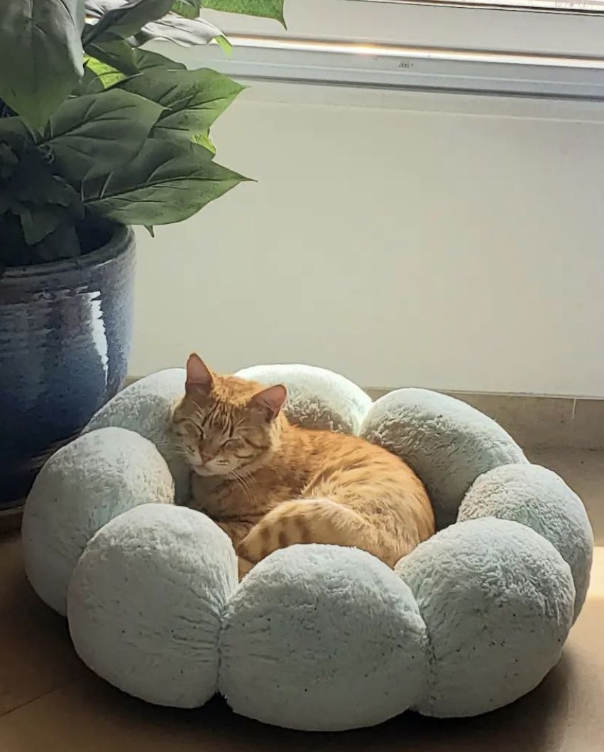 Pet accessories