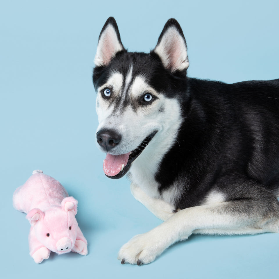 Medium Durable Pig Plush Dog Toy