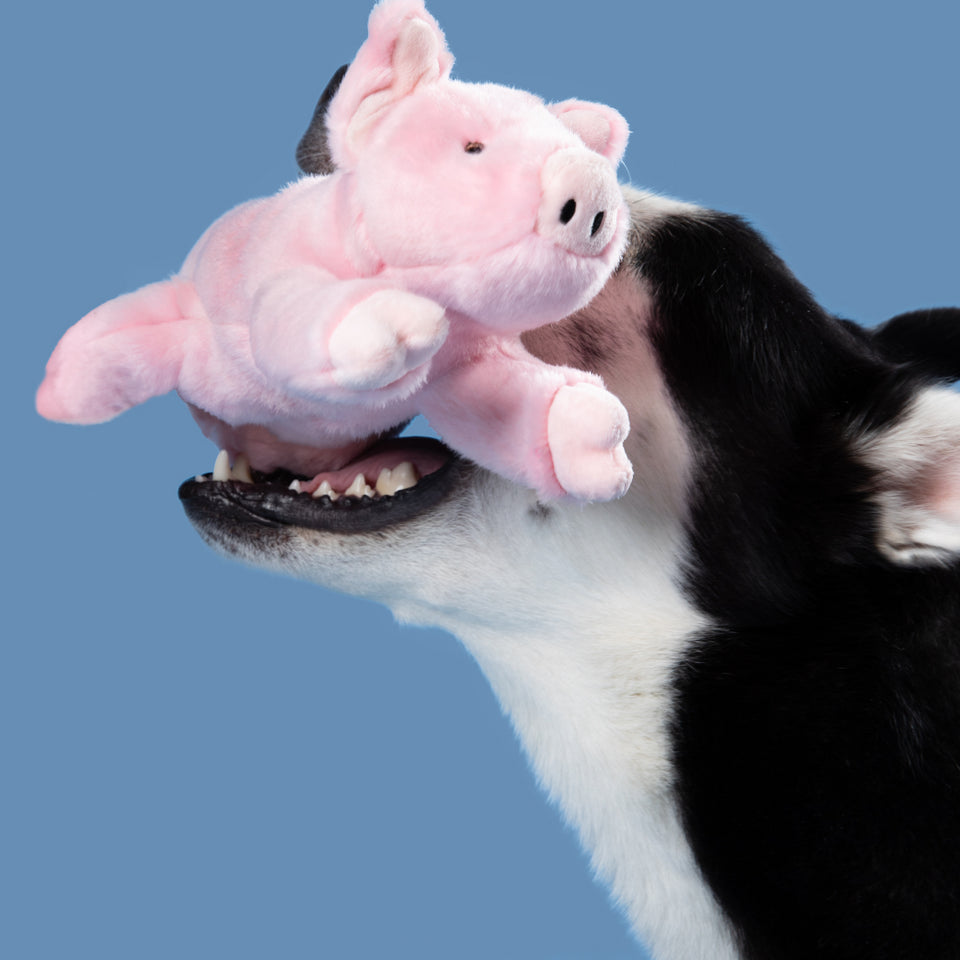 Medium Durable Pig Plush Dog Toy