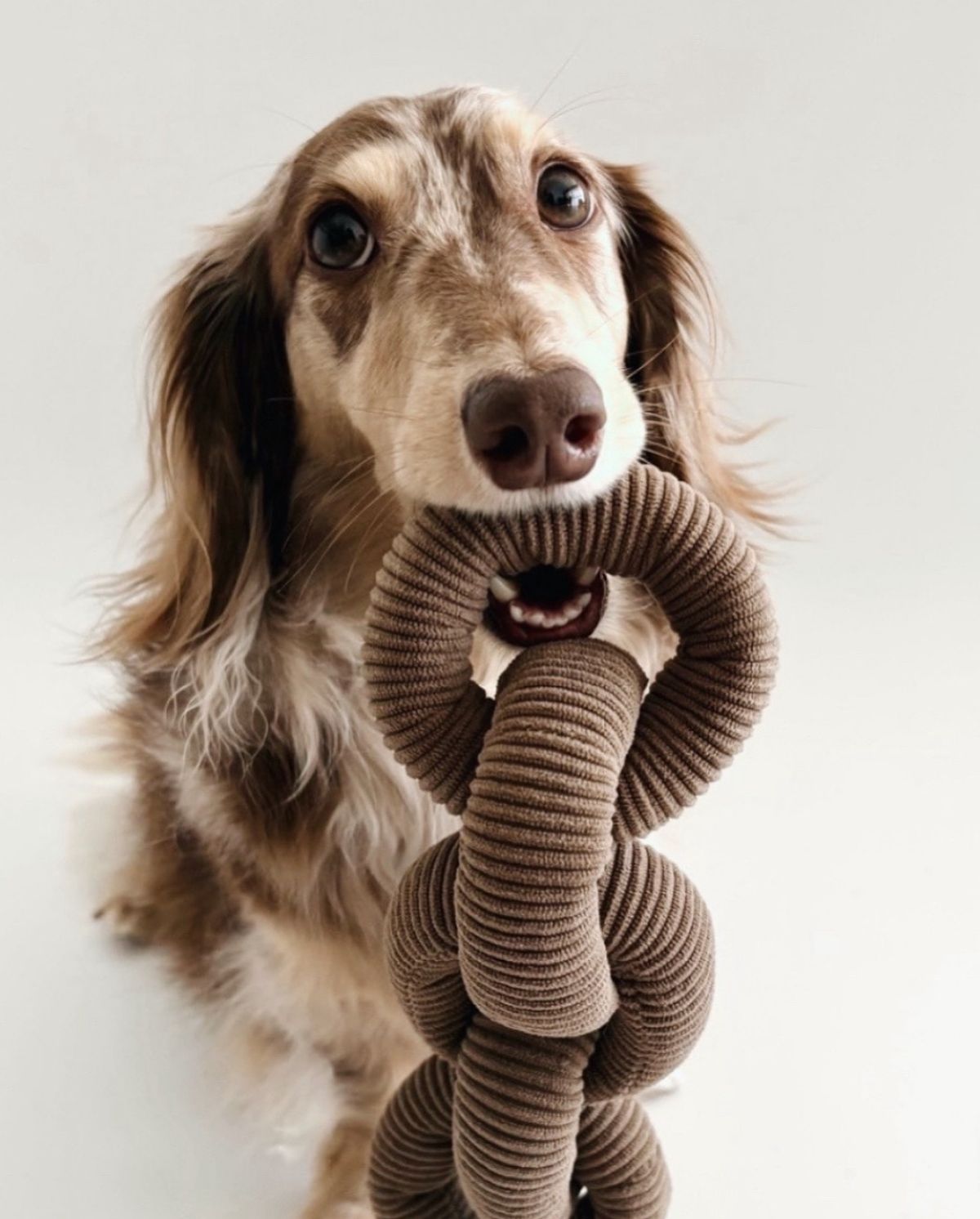 Happy moments with pets