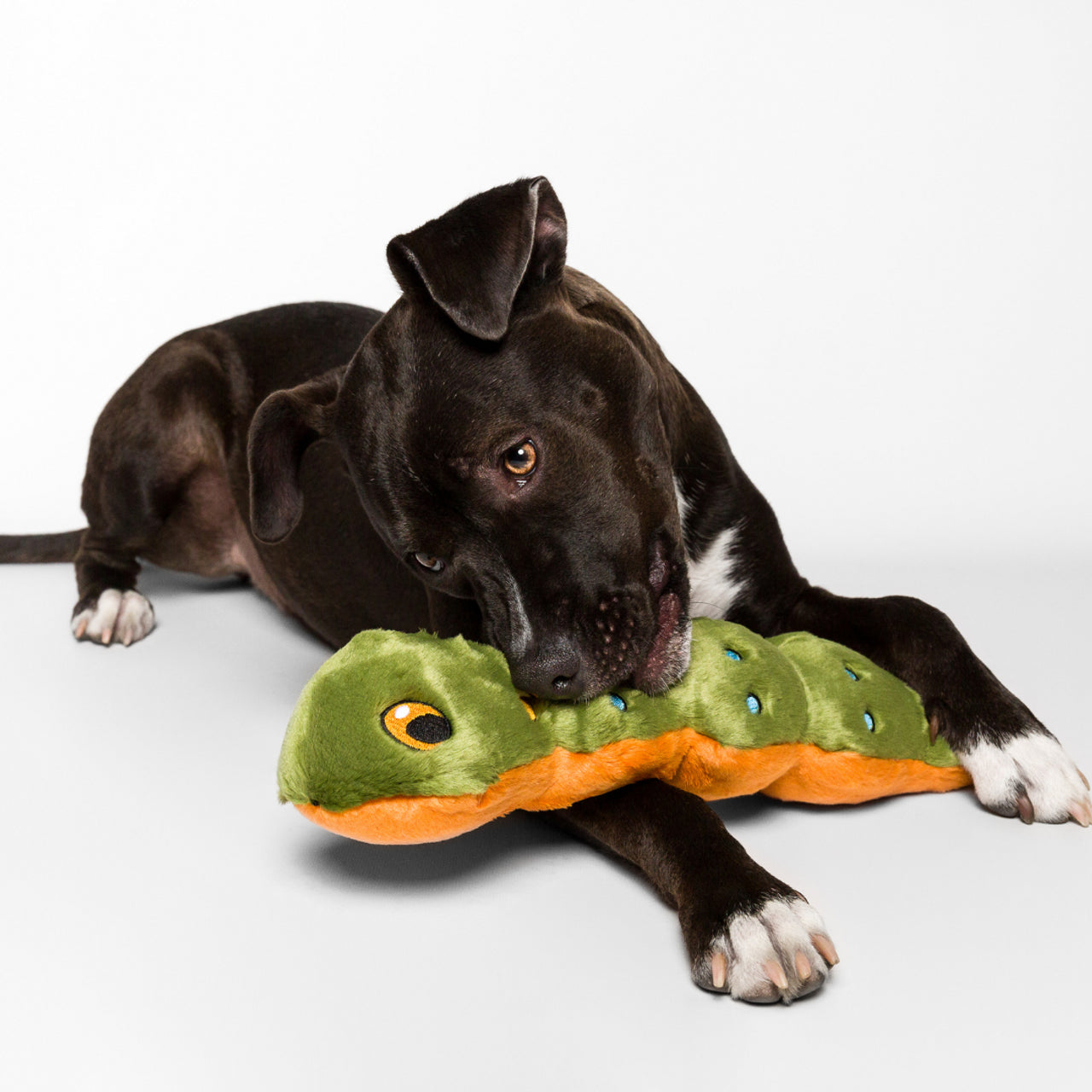 Large Durable Caterpillar Plush Dog Toy