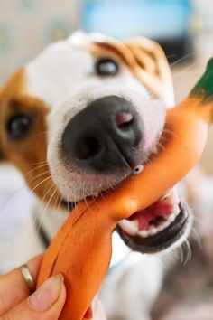 Happy pet
