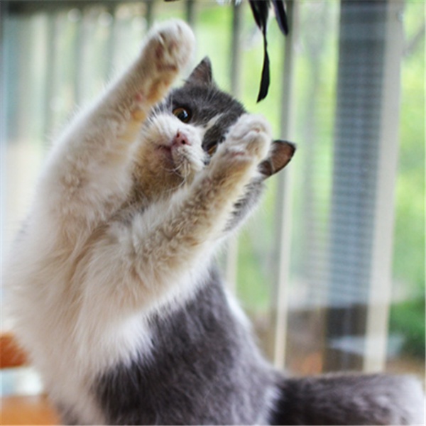 Cat toy funny cat stick - Image 4