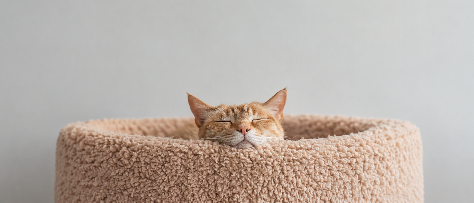 Fun pet toys and everyday accessories