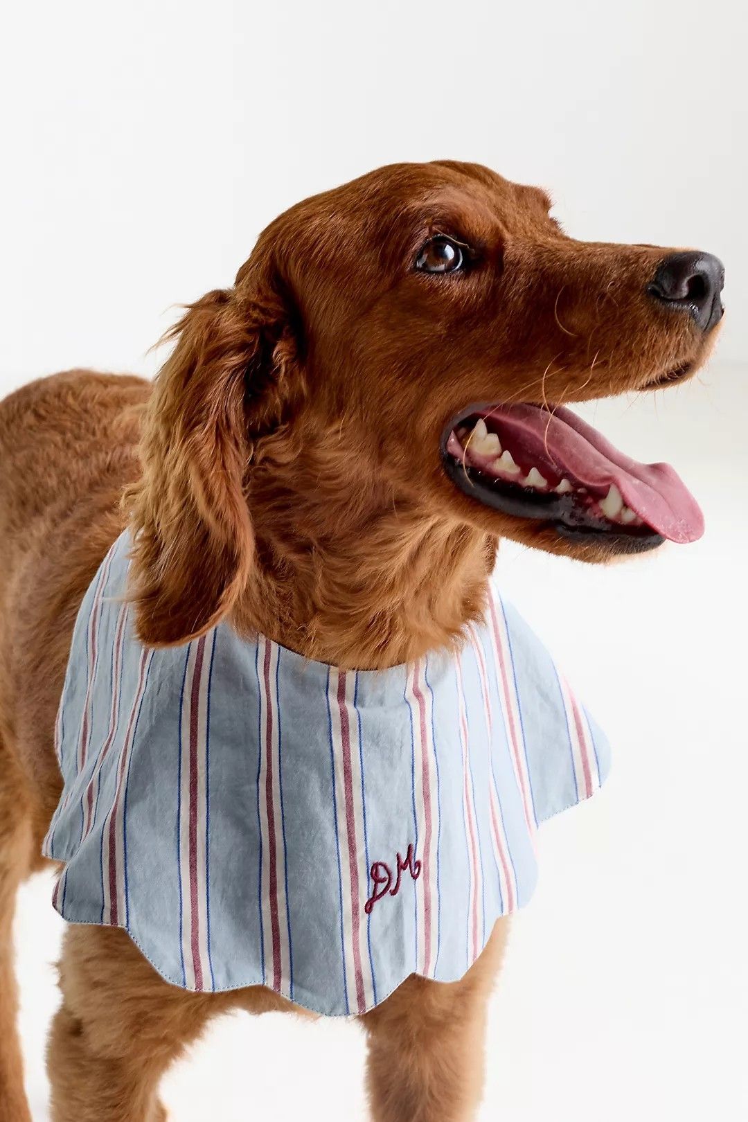 Pet Scarves