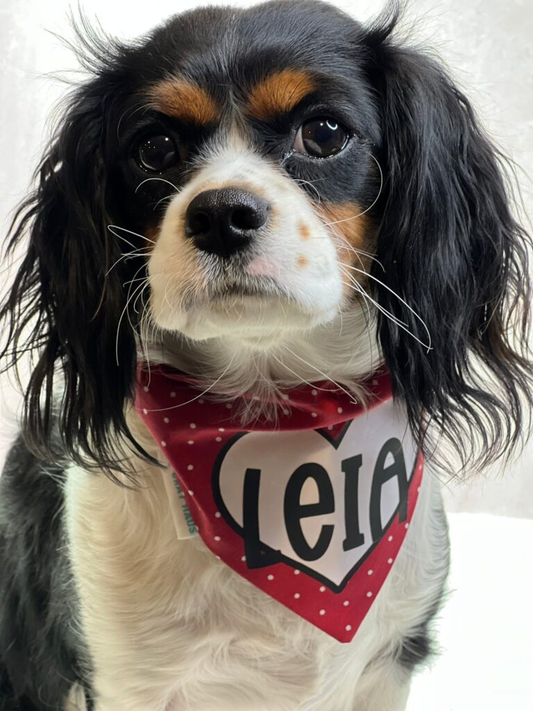 Heart Print Cotton Dog Bandana