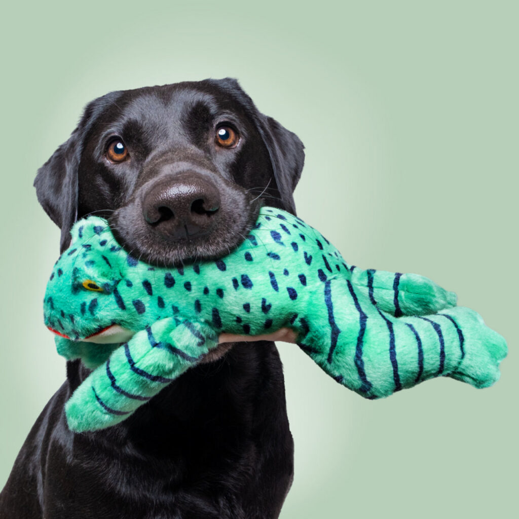 Frog Plush Interactive Dog Toy